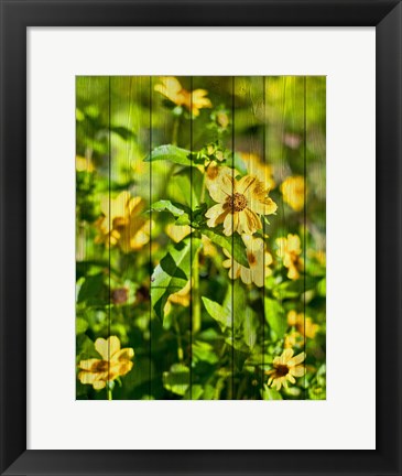 Framed Daisies on Wood Print