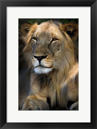 Framed Cape Lion Print