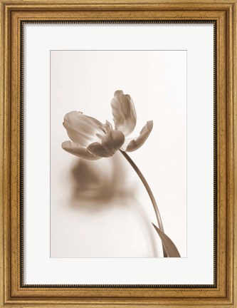 Framed Delicate Floral I Print