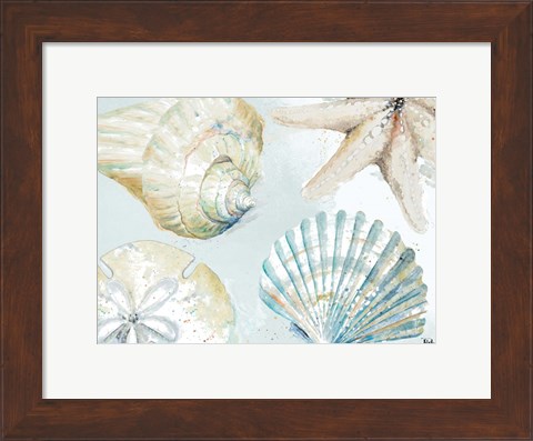 Framed Shell Collectors Print