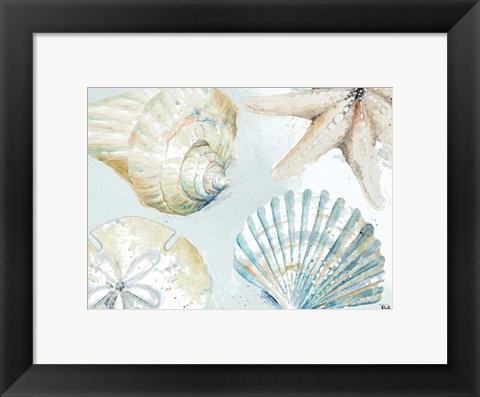 Framed Shell Collectors Print