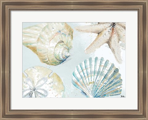 Framed Shell Collectors Print