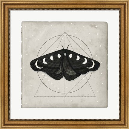 Framed Midnight Moth I Print