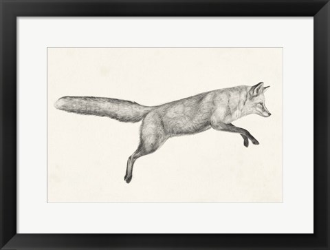 Framed Flying Fox I Print