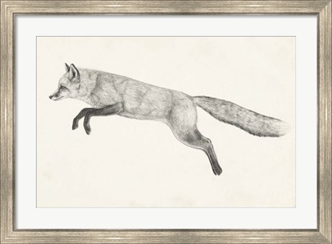 Framed Flying Fox II Print