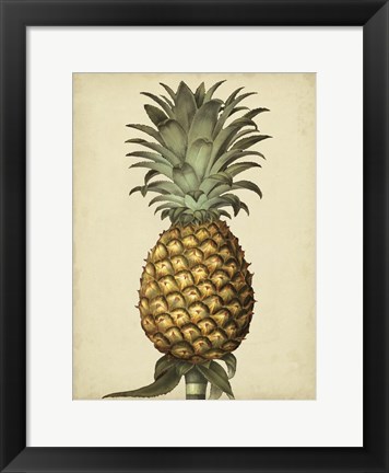 Framed Brookshaw Antique Pineapple I Print