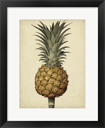 Framed Brookshaw Antique Pineapple II Print