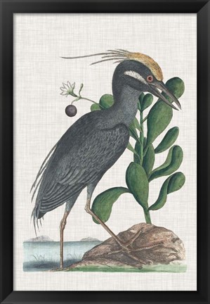 Framed Catesby Heron I Print