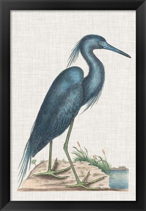 Framed Catesby Heron II Print