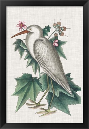 Framed Catesby Heron III Print