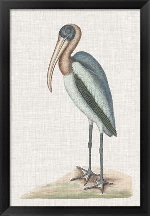 Framed Catesby Heron IV Print