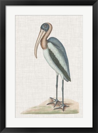 Framed Catesby Heron IV Print