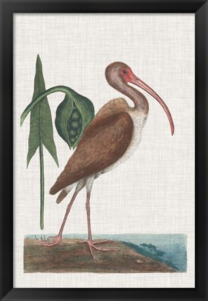 Framed Catesby Heron V Print