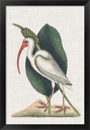 Framed Catesby Heron VI Print