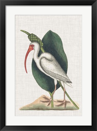 Framed Catesby Heron VI Print