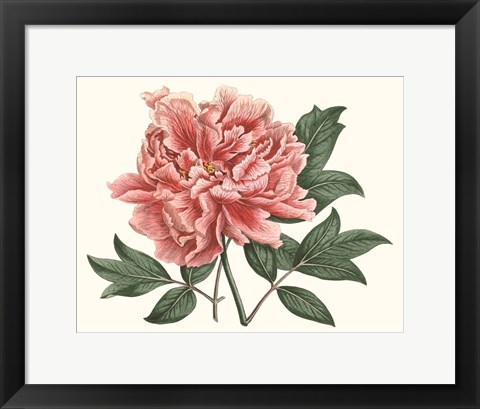 Framed Peony Blush I Print