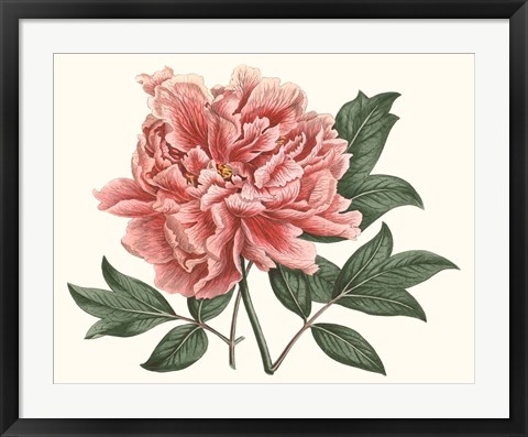 Framed Peony Blush I Print