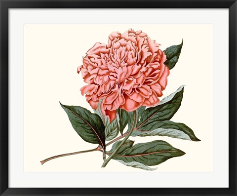 Framed Peony Blush II Print