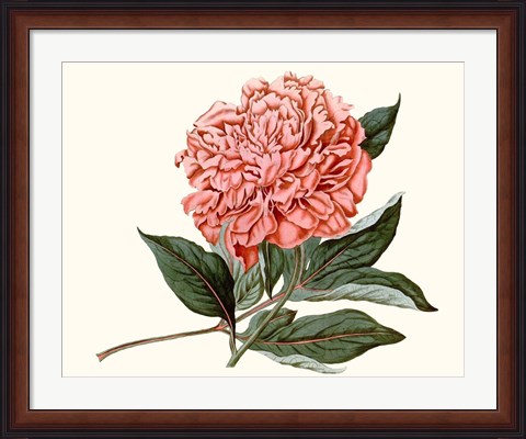 Framed Peony Blush II Print