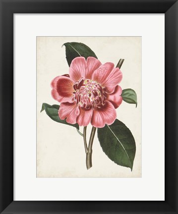 Framed Carnelian Blooms I Print