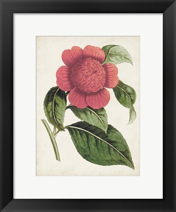 Framed Carnelian Blooms II Print