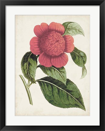 Framed Carnelian Blooms II Print