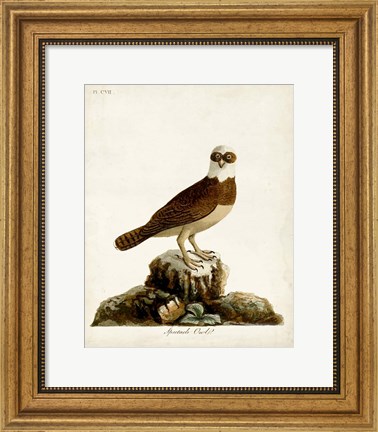 Framed Spectacle Owl Print