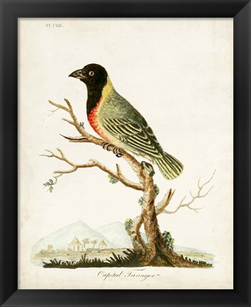 Framed Capital Tanager Print