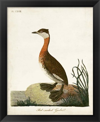 Framed Red-Necked Grebe Print