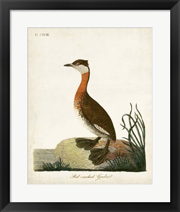 Framed Red-Necked Grebe Print