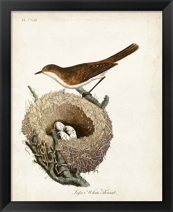 Framed Lesser White-Throat and Nest Print