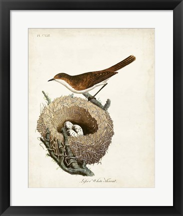 Framed Lesser White-Throat and Nest Print