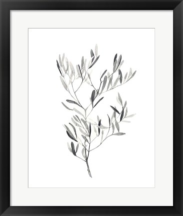 Framed Paynes Grey Botanicals IV Print