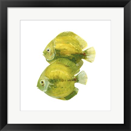 Framed Discus Fish II Print