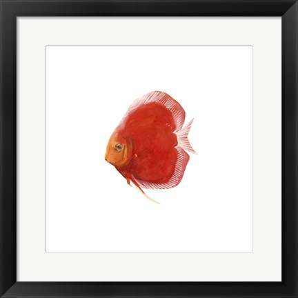 Framed Discus Fish V Print