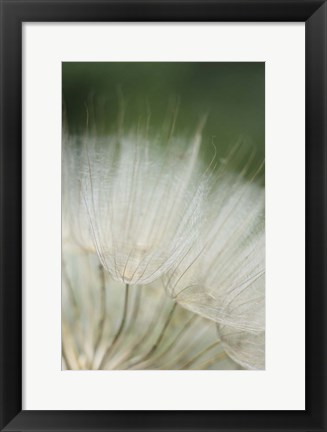 Framed Macro Dandilion I Print