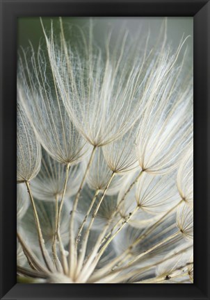 Framed Macro Dandilion II Print