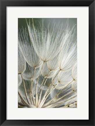 Framed Macro Dandilion II Print