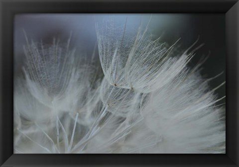 Framed Macro Dandilion VII Print