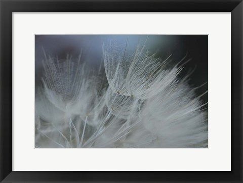 Framed Macro Dandilion VII Print