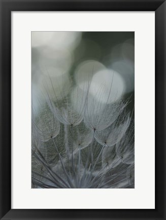 Framed Macro Dandilion IX Print