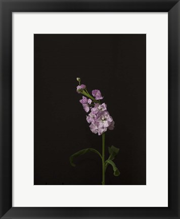 Framed Dark &amp; Dreamy III Print