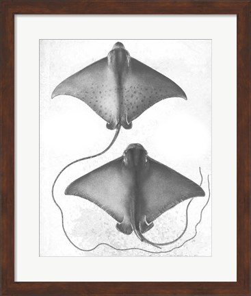 Framed Grey-Scale Stingrays I Print