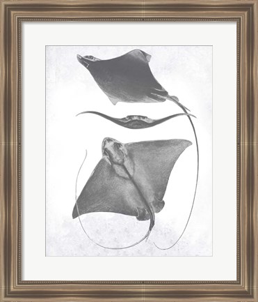 Framed Grey-Scale Stingrays III Print