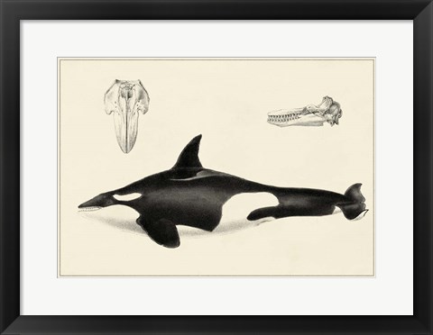 Framed Antique Whale Study I Print