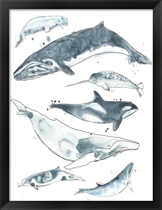 Framed Cetacea I Print