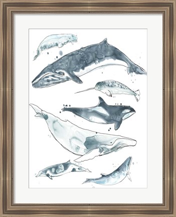 Framed Cetacea I Print