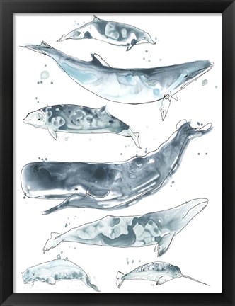 Framed Cetacea II Print