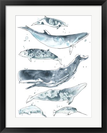 Framed Cetacea II Print