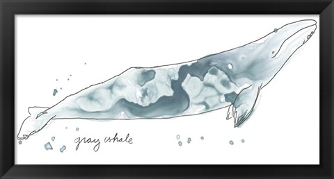 Framed Cetacea Gray Whale Print